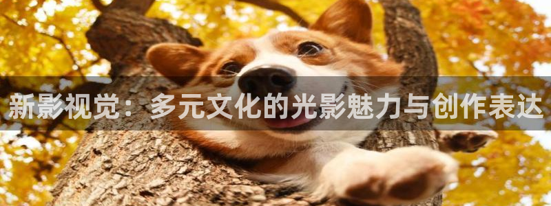 西瓜,影视：新影视觉：多元文化的光影魅力与创作表达